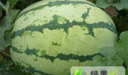 蔚县吃瓜事件最新爆料,最新爆料揭示惊人内幕