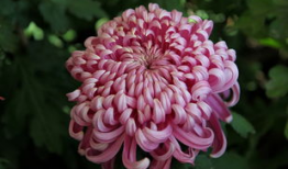 国产精品菊,传承匠心，绽放东方之美